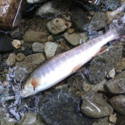 アマゴたちは元気いっぱい